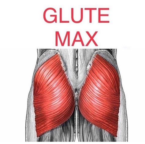 👊🏻Rehab Tips Posted Everyday👊🏻 on Instagram: “⭐️ Gluteus Maximus ⭐️ by @schaefit_ . 🚨 Just 10 Minutes for All-Day Relief! 🚀 Link in our bio @ptvitals 🚨 . . ✅ The Gluteus Maximus is a…” Hip Extension, Gluteus Maximus, Balance Ball, Foam Roller, A Beast, Stretching, Anatomy, Instagram Profile, Yoga