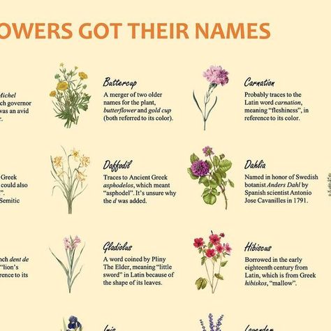 Adam Aleksic on Instagram: "How flowers got their names!  #etymology #interesting #linguistics #infographic #gardening #flowers" Linguistics Infographic, Flowers And Their Names, Flower Encyclopedia, Greek Names, Gardening Flowers, Latin Words, Daffodils, Hibiscus, Florist