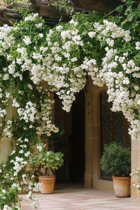 "Jasmine is a fragrant and elegant choice for transforming your pergola into a serene, aromatic escape! 🌿🌸 With its delicate white blooms and enchanting scent, Jasmine adds a touch of romance and tranquility to any outdoor space. Quick to grow and bursting with fragrance, this climbing plant creates a dreamy atmosphere, perfect for unwinding in your garden retreat. 😍✨ #JasmineJoy #ClimbingPlants #PergolaInspiration #GardenSerenity" Climbing Jasmine Wall, Climbing Jasmine Vines, Climbing Plants On House, Jasmine Archway, Jasmine Plant Climbing, Jasmine Plant Outdoor, Pergola With Flowers, Plants For Pergolas, Jasmine Climber