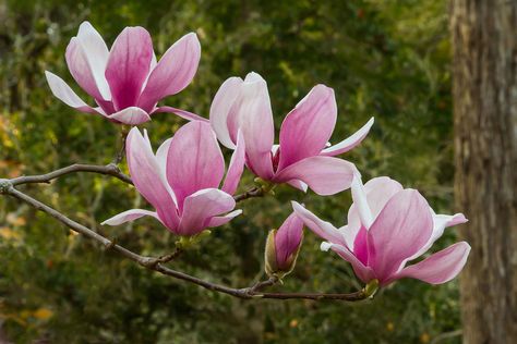 Avery Island, Magnolia Soulangeana, Tulip Magnolia, Island Flowers, Japanese Magnolia, Acrylic Flower Painting, Jungle Gardens, Magnolia Trees, Watercolor Flower Art