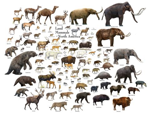 Pleistocene Megafauna, Pleistocene Animals, Biodiversity Loss, Spec Evo, Prehistoric Mammals, Nile Crocodile, Photo Animaliere, The Odd Ones Out, Prehistoric Art