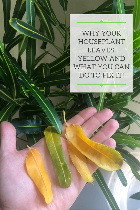 Are you houseplant leaves turning yellow?  Did you know that yellow leaves can be caused by a huge variety of factors?  Read this post to diagnose and fix yellow leaves on your plants! Yellow Leaves On Plants, Houseplant Leaves, Mother In Law Plant, Plant Leaves Turning Yellow, Bean Plant, Yellow Plants, Plant Care Houseplant, Indoor Plant Care, Pothos Plant