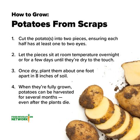 What are you doing with your food scraps? 🍠    👉Learn more about growing foods from scraps: Grow Sweet Potatoes From Scraps, Regrow From Scraps, Potato Growing, Victory Gardens, Regrow Vegetables, Grow Potatoes, Growing Sweet Potatoes, Vegetable Scraps, Vegetable Garden Planner