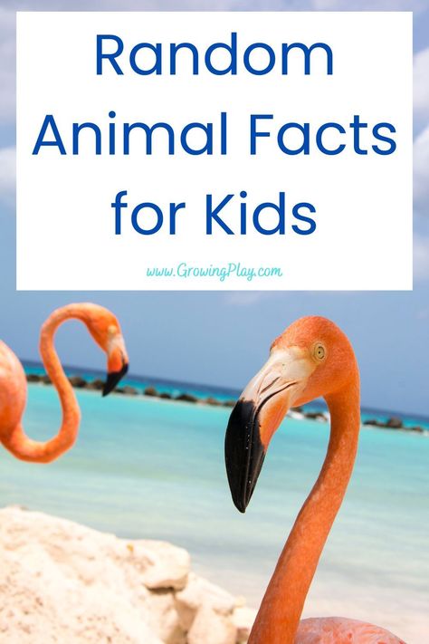 Learn some fun random animal facts for kids in this blog post. There's sure to be something new to learn PLUS free PDF printables. Whale Facts For Kids, Elephant Facts For Kids, Turtle Facts For Kids, Dolphin Facts For Kids, Random Animal Facts, Animal Fun Facts, Fun Animal Facts, Animal Trivia, Group Of Crows