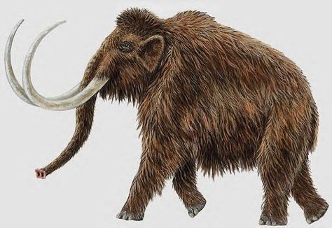 Woolly Mammoth, extinct. Prehistoric Age, Prehistoric Wildlife, Woolly Mammoth, Prehistoric World, Wooly Mammoth, Animated Animals, Paleo Art, Extinct Animals, Unusual Art