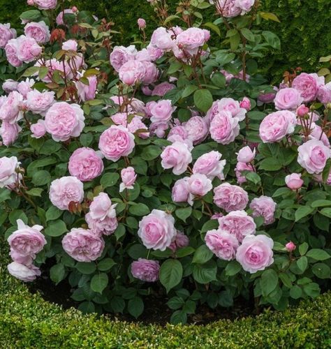 David Austin Olivia Rose, Olivia Rose Austin Roses, Olivia Austin Rose, Osiria Rose, Olivia Rose Austin, Rose Garden Design, Austin Rose, Olivia Rose, Types Of Roses