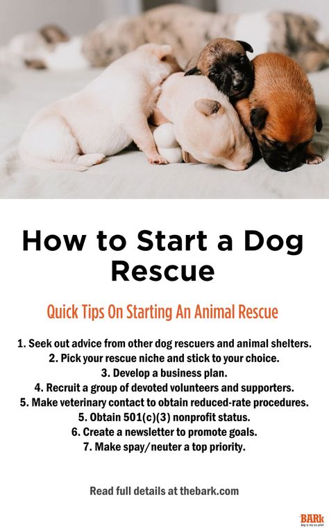 Make your dream a reality. Read invaluable advice on how to start a rescue, including how to navigate various bureaucratic channels to get a well-respected and successful group up and running. Dog Rescue Aesthetic, How To Start An Animal Rescue, Dog Rescue Facility, Windsong Ranch, Animal Shelter Donations, Animal Shelter Fundraiser, Animal Rescue Fundraising, Rescue Farm, Animal Rescue Ideas