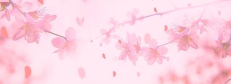 Pink Aesthetic Youtube Banner 1024 X 576, Pink Banner Aesthetic, Soft Pink Banner, Cute Pink Banner, Pink Divider, Pink Aesthetic Banner, Pink Banner Discord, Pink Discord Banner, Aesthetic Pink Flowers