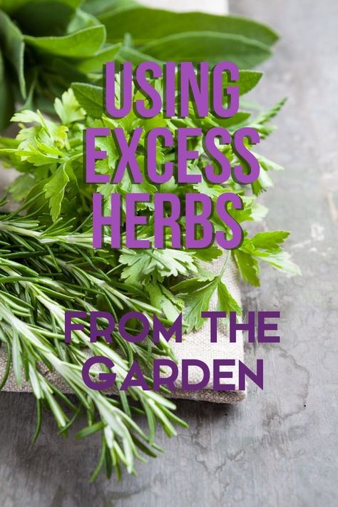 Using Excess Herbs from the Garden-Little Sprouts Learning What To Do With Thyme, What To Do With Oregano, Garden Preserving, Preserve Herbs, How To Harvest Cilantro, Homesteading Hacks, Growing Oregano, Herb Plants, Preserving Herbs