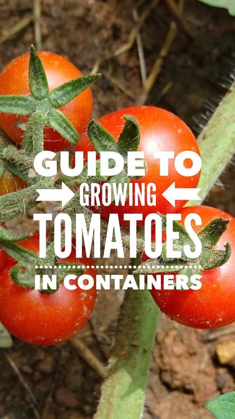 Guide to Growing Tomatoes in Containers Tomato Container Gardening, Vertical Container Gardening, Best Tasting Tomatoes, Growing Tomatoes Indoors, Tomatoes In Containers, How To Grow Tomatoes, Tips For Growing Tomatoes, Growing Organic Tomatoes, Growing Tomato Plants