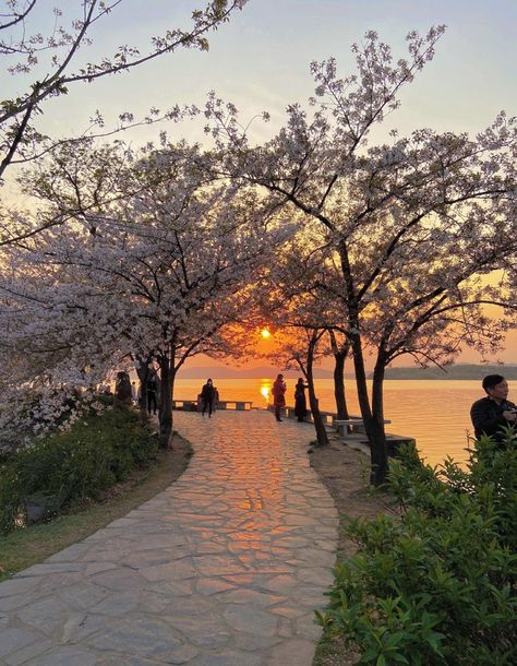 Cherry Blossom Forest Japan, Sunset In Japan, South Korea Photography, Sunrise City, Japan Cherry Blossom, Japan Sakura, Vibes Quotes, Scenery Background, Sakura Tree