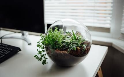 Analog – tagged "DIY"– Legacybox Best Terrarium Plants, Hobbies Ideas, Terrariums Diy, Trachelospermum Jasminoides, Open Terrariums, Diy Succulent Terrarium, Hobbies For Adults, Desk Plants, Mini Terrarium