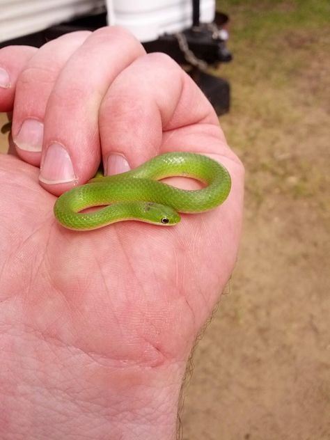 This Little Green Snake Baby Snakes Cute, Rough Green Snake, Grass Snake, Tiny Snake, Snake Green, Baby Snakes, Small Snake, Pretty Snakes, Small Snakes