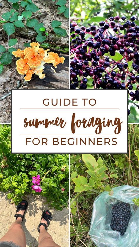 Wow, this guide to summer foraging is perfect for beginner foragers like me! I can't wait to get outside and find some food! Foraging For Beginners, Foraging Guide, Medicinal Wild Plants, Flowers And Mushrooms, Wild Lettuce, Wild Onions, Wild Food Foraging, Foraged Food, Edible Mushrooms