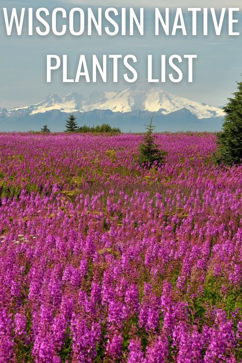 a field of firewed flowers Blooming Plants, Native Plants, Wisconsin, Beautiful Flowers, Plants, Flowers