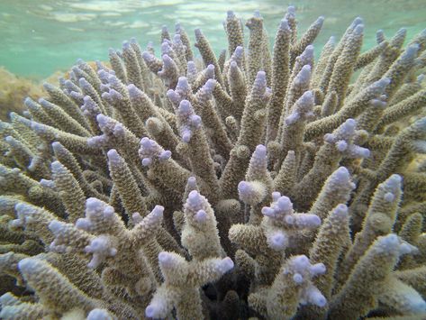 Coral Reference, Acropora Coral, Diverse Family, Hard Coral, Mosaic Murals, First Down, Water Life, Red Sea, Stingray