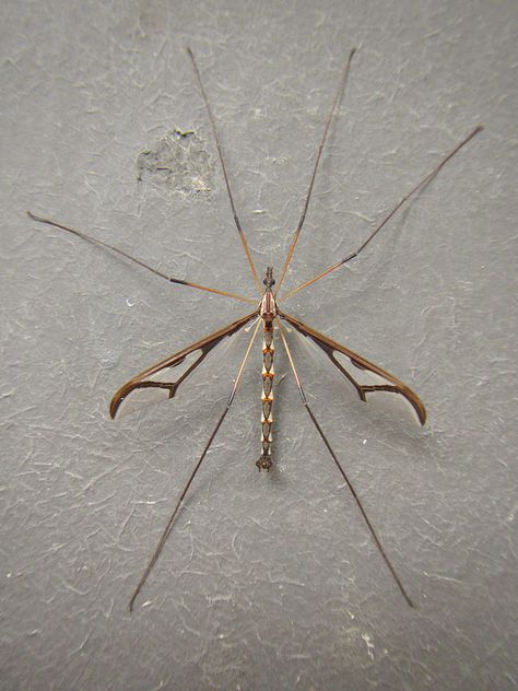 Giant Eastern Crane Fly Interesting Insects, Crane Fly, Flash Ideas, Molluscs, Creepy Crawlies, Wings Design, Arachnids, Love Bugs, Spiders