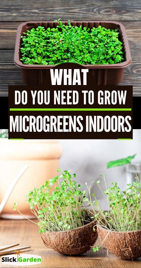 Chia Seed Plant, Growing Chia Seeds, Hydroponic Strawberries, Microgreens Garden, How To Grow Microgreens, Microgreens Recipe, Grow Microgreens, Growing Microgreens, Growing Veggies