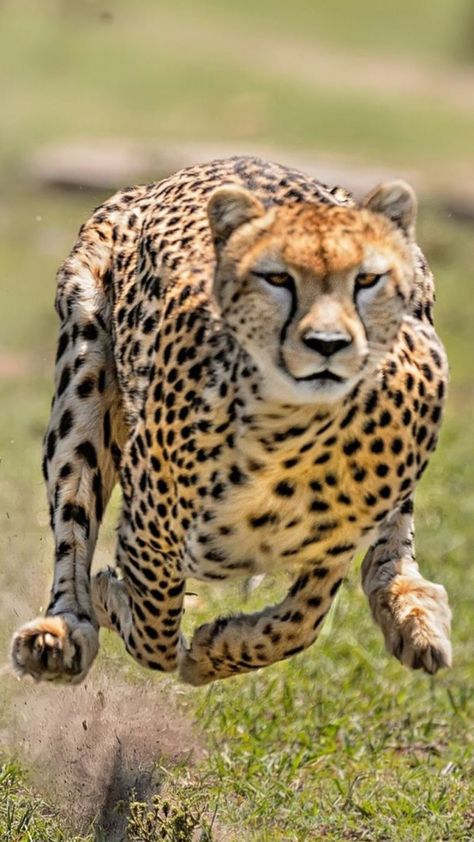 Cheetah Pictures, Regnul Animal, Wild Animals Pictures, Majestic Animals, Cheetahs, African Animals, Wildlife Animals, Wild Life, Animal Wallpaper