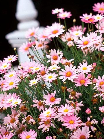 I couldn't contain my excitement when I found these.  Marguerite Daisies for the little girl who grew up in this house. Marguerite Daisy, Sunflowers And Daisies, Daisy Love, Have Inspiration, Pink Garden, Flowering Plants, Deco Floral, Beautiful Blooms, Dream Garden