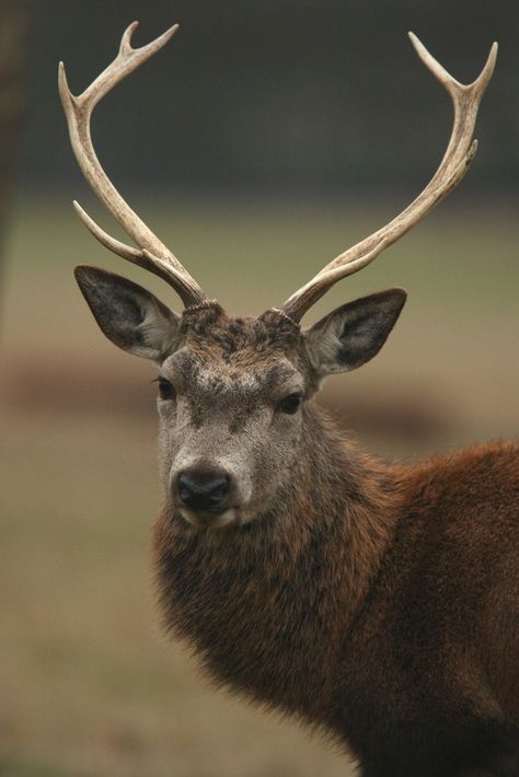 https://flic.kr/p/6KZxDv | red deer stag portrait | Young red deer stag portrait taken in Windsor great Park. Stag Portrait, Deer Profile, Female Reindeer, Water Deer, Red Deer Stag, Male Deer, Fallow Deer, Pictures Of Animals, Alice Angel