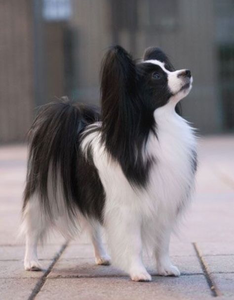 Papillon Papillon Puppy, Smartest Dog Breeds, Papillon Dog, Smart Dog, White Dog, Little Dogs, Beautiful Dogs, Dog Life, I Love Dogs