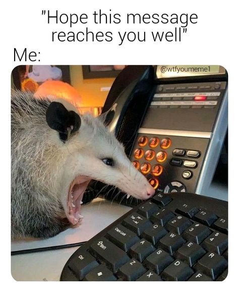 Possum Funny, Awesome Possum, Your Honor, Self Deprecating Humor, Trash Panda, Silly Animals, Fitness Yoga, Animal Jokes, Work Humor