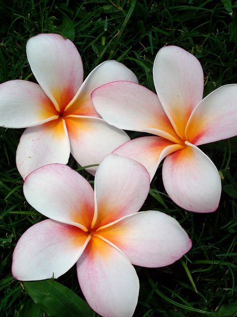 PLUMERIA / CHINESE MEANING:  In China, plumeria flowers are tokens of love. In China, it is not accustomed to share personal feelings, but giving a plumeria flower to your sweetheart has the same meaning as saying "I love you" or "You are special." Chinese consider plumerias even more precious than orchids. Plumeria Tattoo, Indoor Flowering Plants, Plumeria Flowers, Flower Meanings, You Are Special, Language Of Flowers, Exotic Flowers, Flowers Nature, Beautiful Tattoos