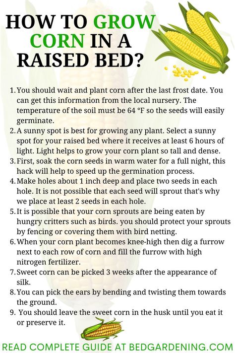 HOW TO GROW CORN IN A RAISED BED? You should choose that variety that can retain the sweetness for a long time after harvesting. As you are growing corn in a raised bed so the variety should be shorter one plus mature early. Plant Spacing In Raised Bed, Corn Growing Tips, Planting Corn In A Raised Bed, Corn In Raised Garden Bed, Growing Corn In Raised Bed, How To Grow Corn, Seed Binder, Farm Essentials, Coleus Care