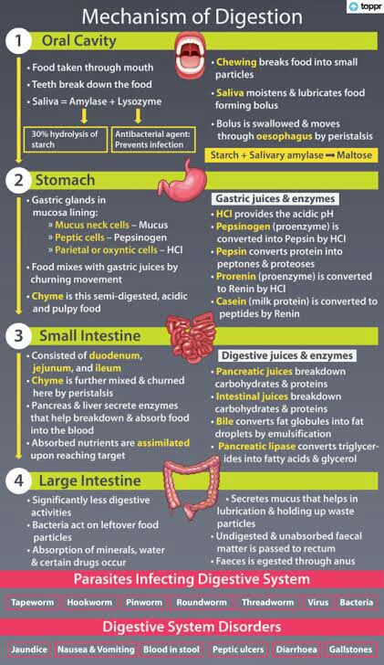 nutrition biology 10th class Digestion And Absorption, Gastric Juice, Salivary Gland, Nurse Study Notes, Digestive Juice, Medical Laboratory Science, Study Flashcards, Digestion Process, Medical Laboratory