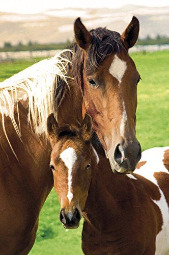 Mare And Foal, Year Of The Horse, Horse Posters, Baby Horses, Horse Crazy, Vintage Horse, Horse Print, Animal Posters, Pretty Horses