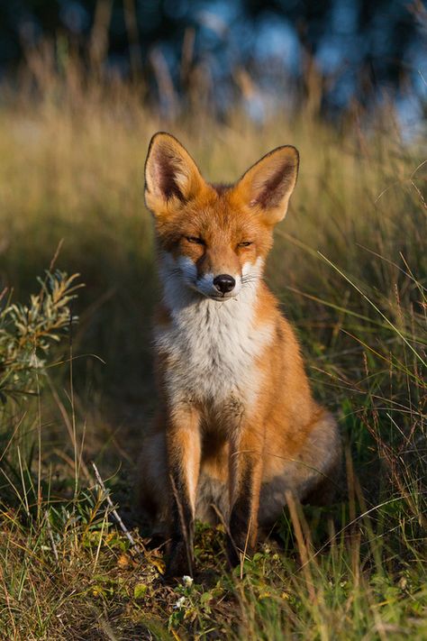 20130725-_MG_3472 (by mijnfotos.eu) Fox Facts, Cunning Fox, Young Fox, Pretty Paintings, Fantastic Fox, Fox Pictures, Foxes Photography, Animal Reference, Pretty Nature