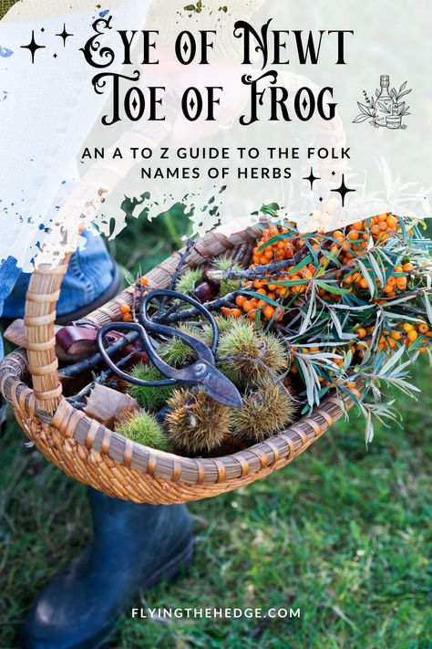 An A to Z Guide to the Folk Names of Herbs Eye Of Newt Witches, Sweet Annie Uses, Fruit Meaning Witchcraft, Witchy Homestead, Herb Names, Names Of Plants, Appearances Can Be Deceiving, Potion Ingredients, Witchy Quotes