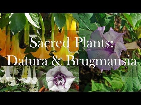 Names Of Angels, Angel's Trumpet, Modern Witchcraft, Angel Trumpet, Angel S, Sacred Plant, Common Names, Flowering Trees, Spiritual Healing