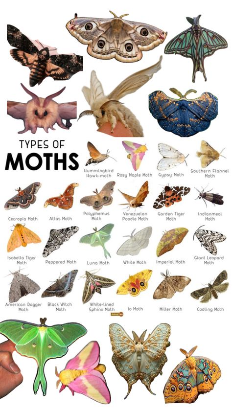 MOTHS!!!! XDD Different Types Of Moths, Different Moths, Cool Moths, Moth Creature, Moth Anatomy, Moth Oc, Pretty Moths, Silkworm Moth, Pretty Bugs