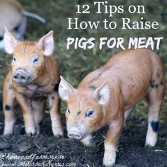 Ever wanted to raise your own pigs for meat? These 12 tips will help you avoid mistakes and raise your own pigs for meat. There's nothing like homegrown bacon and pork. Read this now to become more self-sustainable. Pastured Pigs, Quotes Valentines Day, Homesteading Animals, Raising Pigs, Raising Farm Animals, Pig Pen, Homestead Farm, Future Farms, Pig Farming