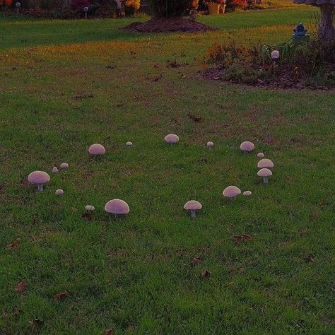 Fairy Ring Mushrooms, Fairy Ring Mushroom, Forest Fairy Aesthetic, Mushroom Circle, Fairies Aesthetic, Faerie Core, Faerie Aesthetic, Fae Aesthetic, Terra Do Nunca