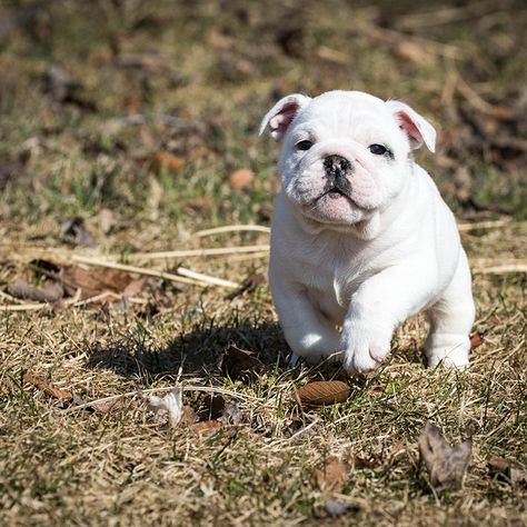 Mascotas: Abre en Madrid el primer café de España en el que puedes adoptar perritos Bios Kpop, Pitbull Puppy, Pit Bull Love, Pitbull Lover, Pitbull Puppies, Pug Lover, Crazy Dog, Bulldog Puppies