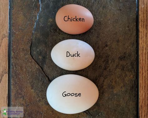 Goose Eggs, Food Egg, Duck Eggs, Farm Fun, Breakfast Ideas For Diabetics, Healthy Breakfast Ideas For Diabetics, Quick Healthy Breakfast Ideas, Farm Stuff, Homestead Living