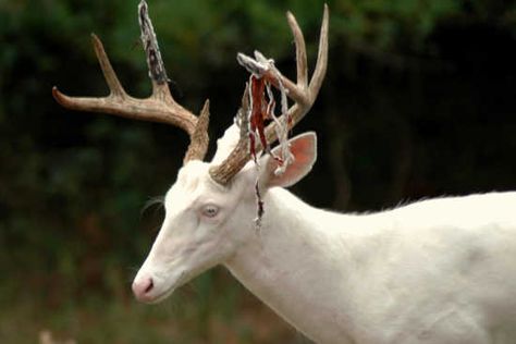 Submitted Photo: Shedding of the Velvet,...Aug. 16, 2012 (8/20/12) | Southeast Missourian newspaper, Cape Girardeau, MO white deer Albino Deer, Cape Girardeau, White Deer, The Velvet, Antlers, Photo Gallery, Deer, Cape, Shed