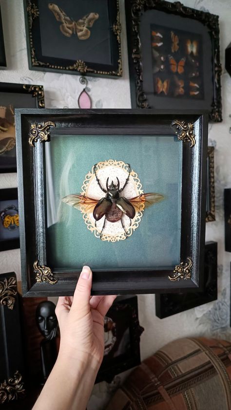 Fake Bug Taxidermy, Faux Insect Taxidermy, Faux Bug Taxidermy, Beetle Taxidermy Art, Shadow Box Taxidermy, Taxidermy Shadow Boxes, Moth Taxidermy Decor, Bug Taxidermy Art, Bug Taxidermy Decor