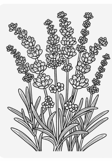 Minimalist Coloring Pages For Adults, Plant Coloring Pages Free Printable, Lavender Flower Drawing, Lavender Template, Flower Coloring Pages For Adults, Lavender Drawing, Bubble Guppies Coloring Pages, Nature Coloring Pages, Floral Coloring Pages