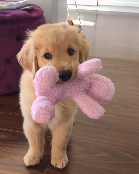 Perros Golden Retriever, Chien Golden Retriever, Cute Dogs Images, Very Cute Puppies, Dog Smells, 골든 리트리버, Super Cute Puppies, Cute Dog Photos, Cute Animals Puppies