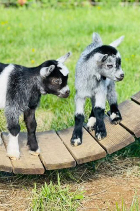 A standard goat is usually around 70-85cm at the shoulder, whereas pygmy goats are only approx 41-51cm. One of our fully grown Nannies stand at just 30cm tall. African Pygmy Goats, Pigmy Goat, Goats As Pets, Baby Goats Pygmy, Indian Runner Ducks, Orpington Chickens, Babydoll Sheep, Two Cows, Garden With Flowers