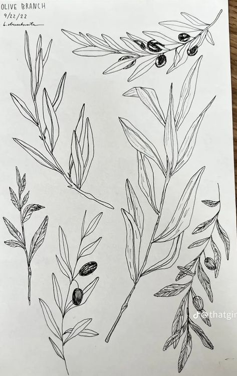 Olive Beach Tattoo, Olive Branch Botanical Illustration, Olive Plant Tattoo, Olive Branch Wrap Tattoo, Olive Flower Tattoo, Swiss Cheese Plant Tattoo, Mediterranean Tattoo, Olive Branch Sketch, Twig Tattoo