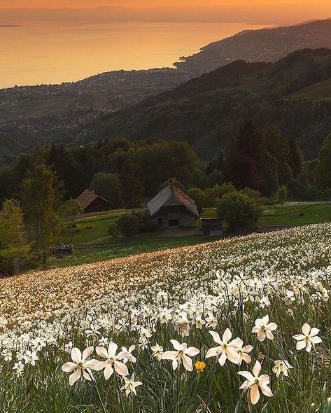 The Sun, Sun, Flowers, White, Nature