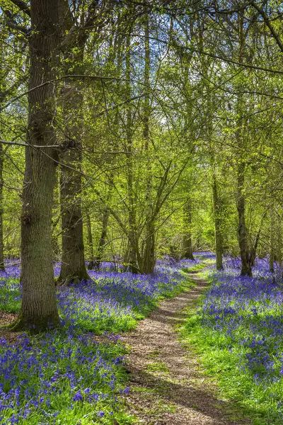 Drawing Motivation, Woodland Mural, Wildflower Fields, Bluebell Woods, Surrey England, Painting Landscapes, Nostalgic Images, Poster Size Prints, Portrait Images