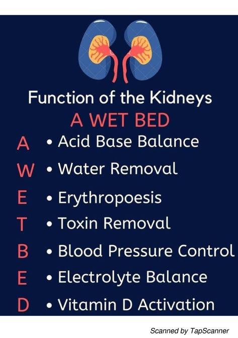 How To Take Medical Notes, Urinary System Notes, Medical Terminology Study, Medical Assistant Student, Medical Notes, Urinary System, Nursing School Essential, Nursing School Motivation, Nurse Study Notes