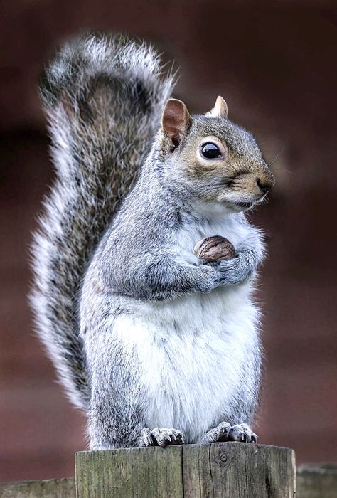 Squirrel Photos, Gray Squirrel, Grey Squirrel, Squirrel Pictures, Squirrel Art, British Wildlife, Cute Squirrel, Baby Squirrel, Red Squirrel