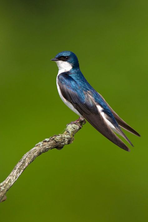 Bird Reference Photos, Swallow Painting, Purple Martin Birdhouse, Reference Animals, Mom Logo, Swift Bird, Wild Birds Photography, Bird Study, Swallow Birds